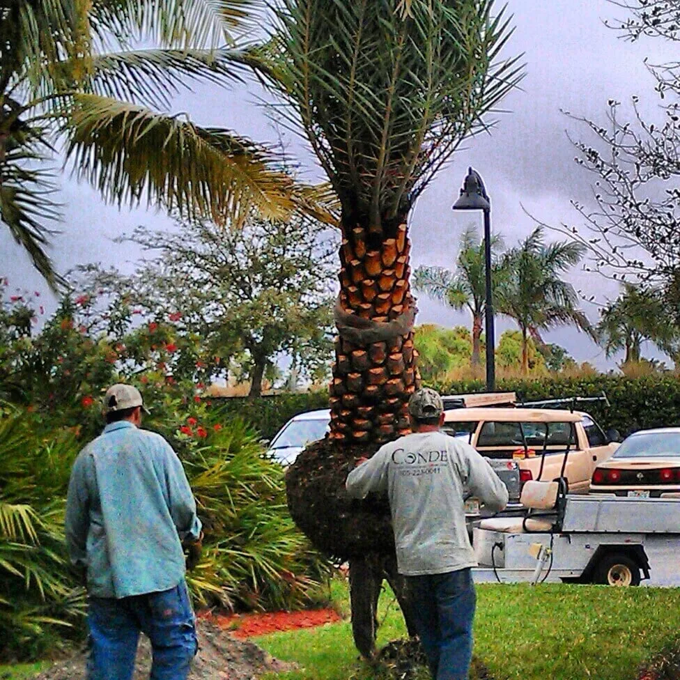 Expert landscape design for residential properties in Miami, FL by Conde Landscaping