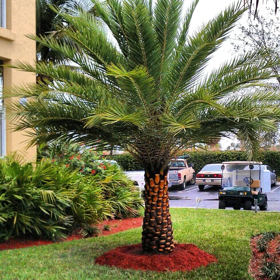 Reliable landscape installation in Miami, FL by Conde Landscaping