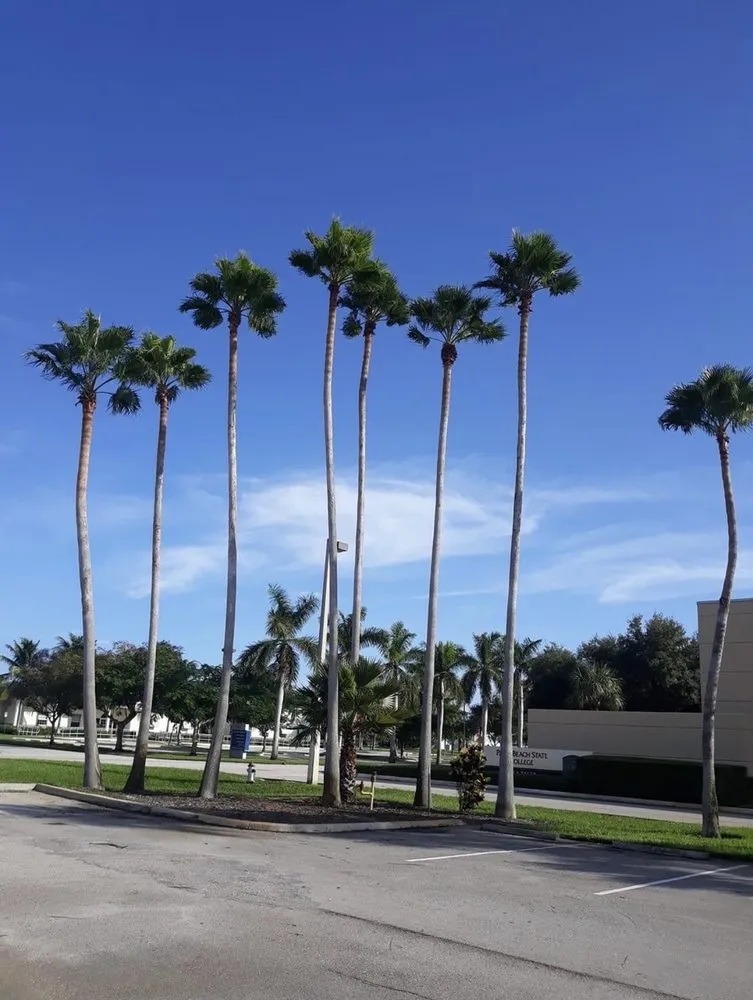 Custom landscape installation in Miami, FL by Conde Landscaping