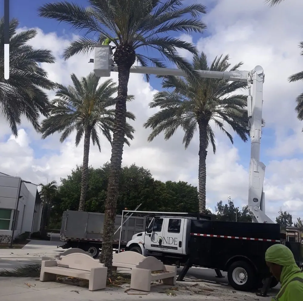 Custom yard maintenance experts serving Miami, FL - Conde Landscaping