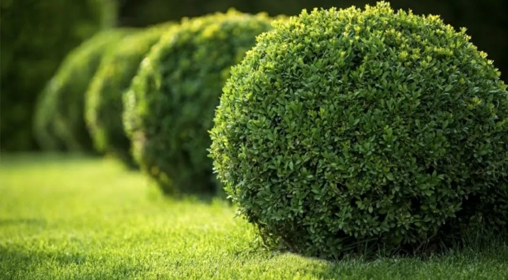 Local landscape design for outdoor upgrades across Westlake Village, CA - Conejo Complete Landscape