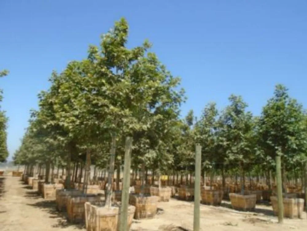 Top-rated lawn care service near you across Westlake Village, CA - Conejo Complete Landscape