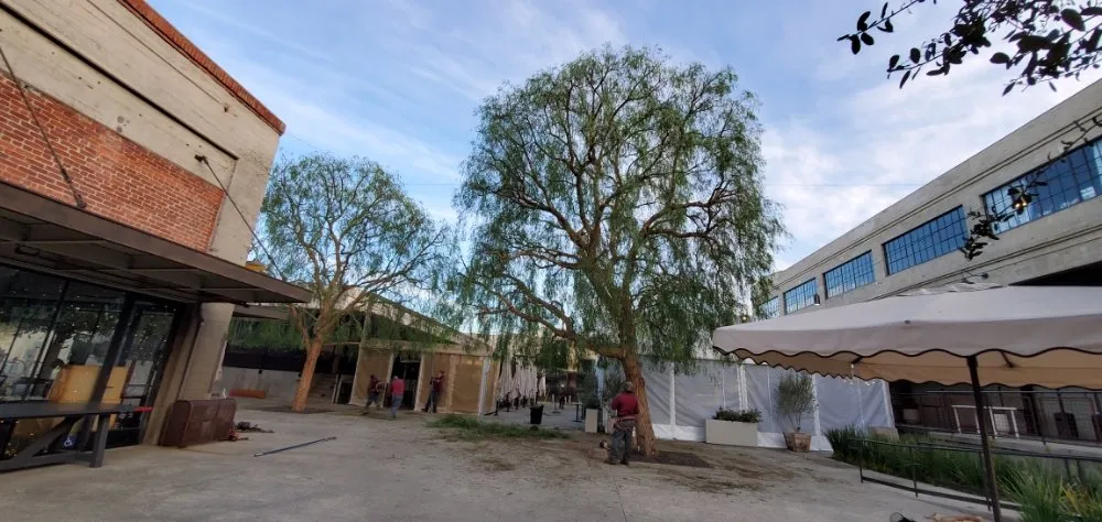 Local lawn care service in Westlake Village, CA by Conejo Complete Landscape