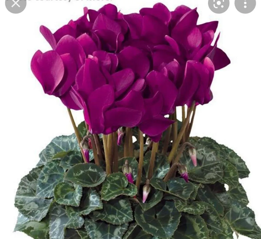 Professional yard maintenance experts serving Westlake Village, CA - Conejo Complete Landscape