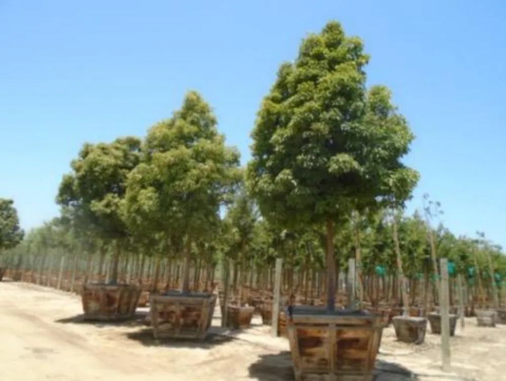 Affordable landscape installation for beautiful yards across Westlake Village, CA - Conejo Complete Landscape