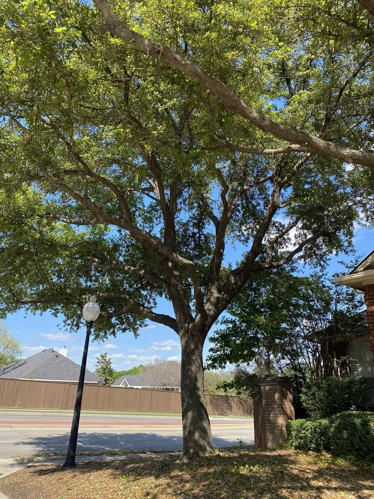 Custom outdoor landscaping with custom design in Lewisville, TX by Conejo Irrigation & Landscape