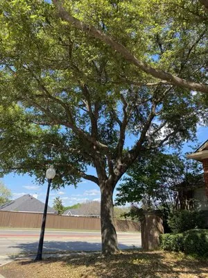 Conejo Irrigation & Landscape Logo