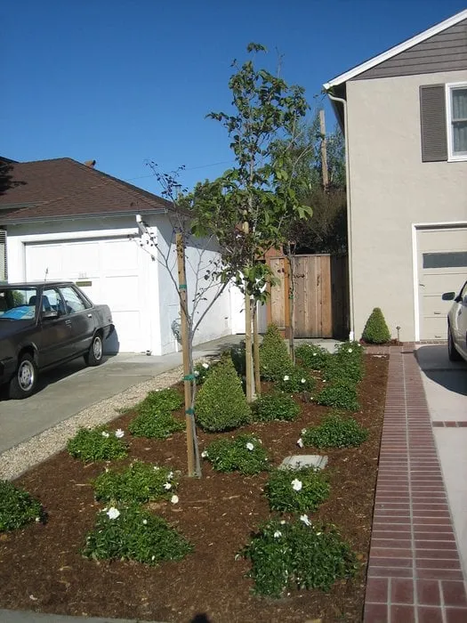 Trusted landscaping services in San Mateo, CA - Coney Landscaping
