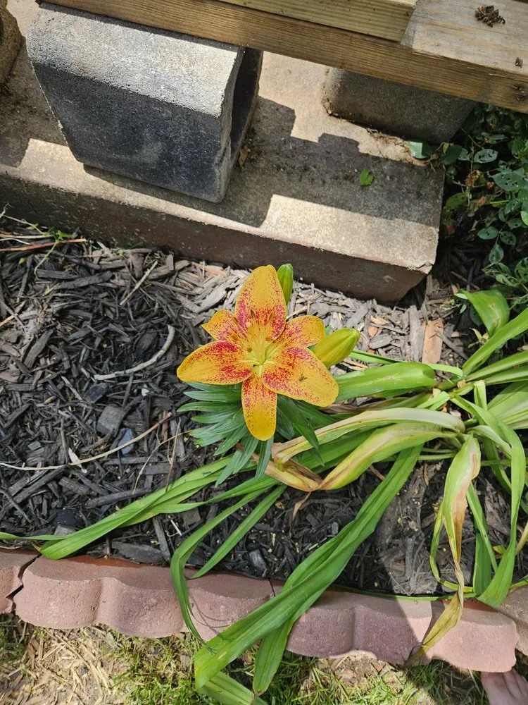 Custom residential landscaping in Dayton, OH by Conleys Landscaping