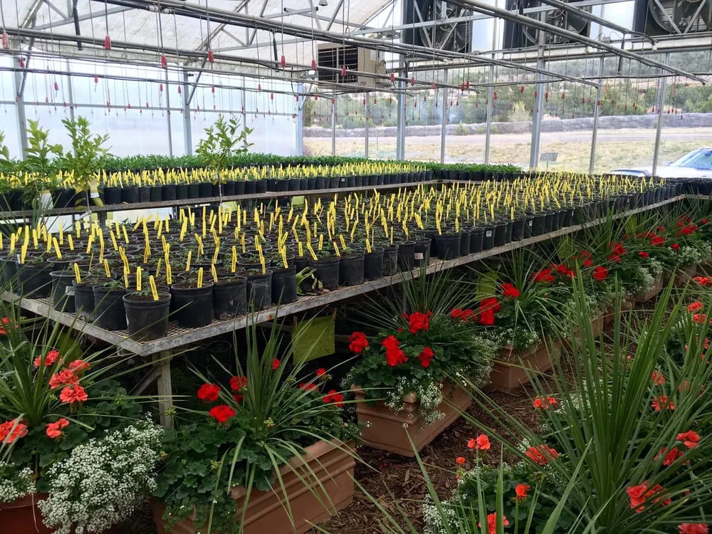 Local lawn care service in Ruidoso Downs, NM - Conley's Nursery & Landscaping