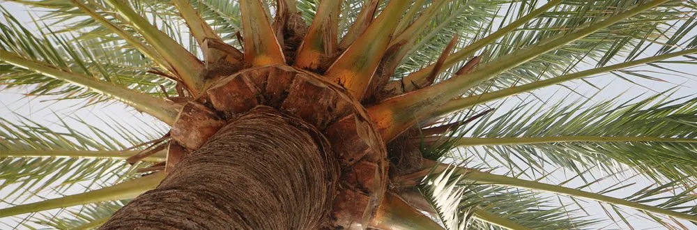 Top-rated yard maintenance in Lynn Haven, FL - Conner's Lawn, Palm, and Tree Service