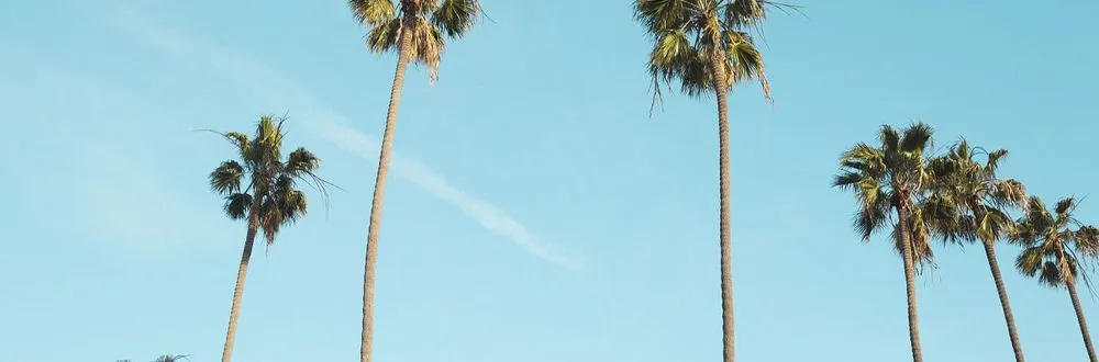 Trusted landscape installation experts serving Lynn Haven, FL - Conner's Lawn, Palm, and Tree Service