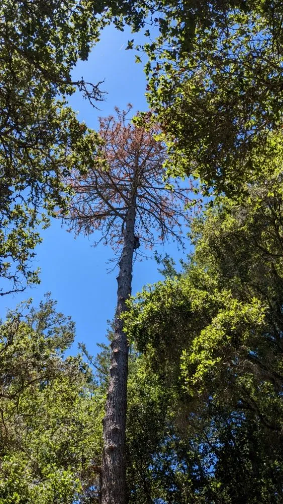 Affordable outdoor landscaping in Boulder Creek, CA by Conscious Clearing