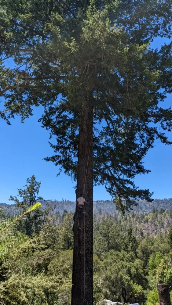 Top-rated yard cleanup service experts serving Boulder Creek, CA - Conscious Clearing