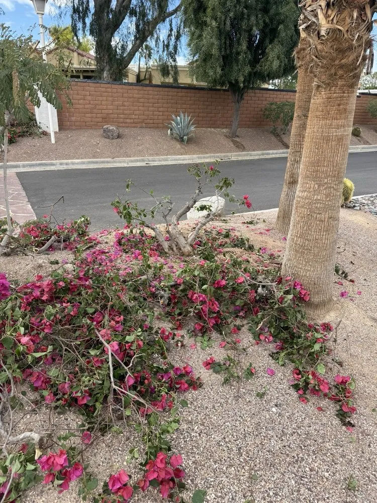 Top-rated landscaping services for beautiful yards across Thousand Palms, CA - Conserve LandCare