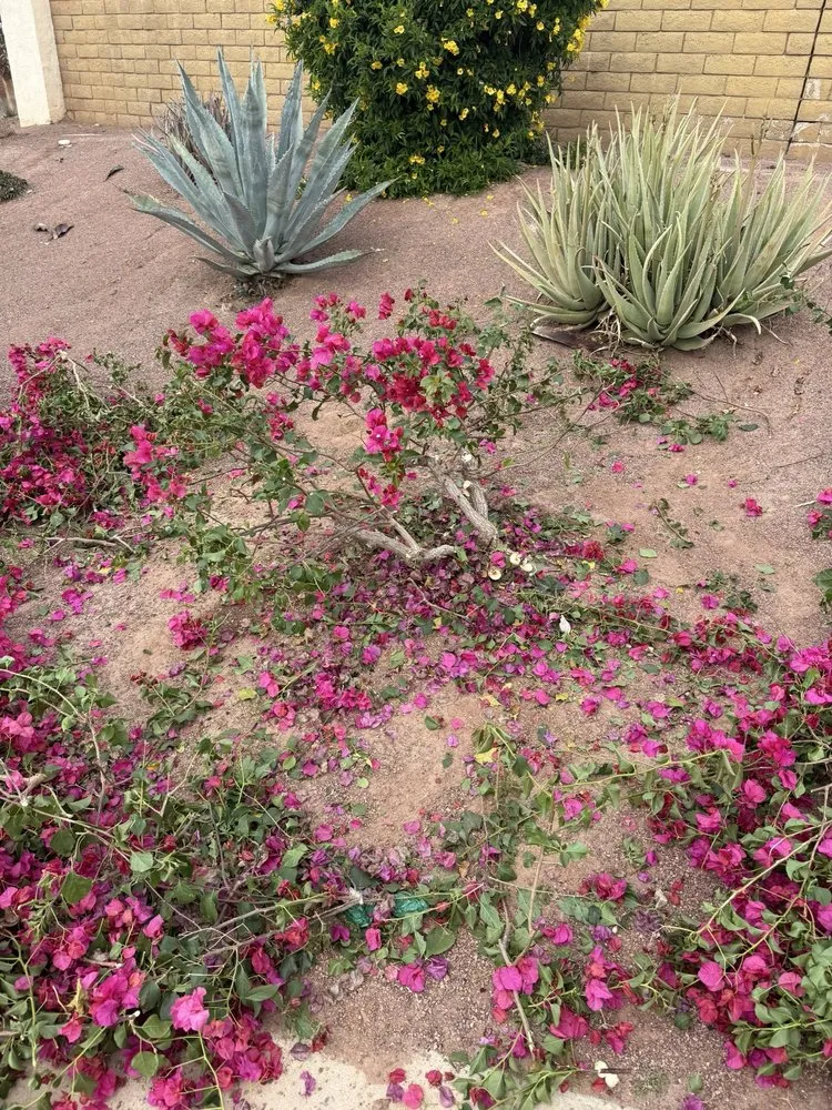 Top-rated residential landscaping for beautiful yards in Thousand Palms, CA by Conserve LandCare