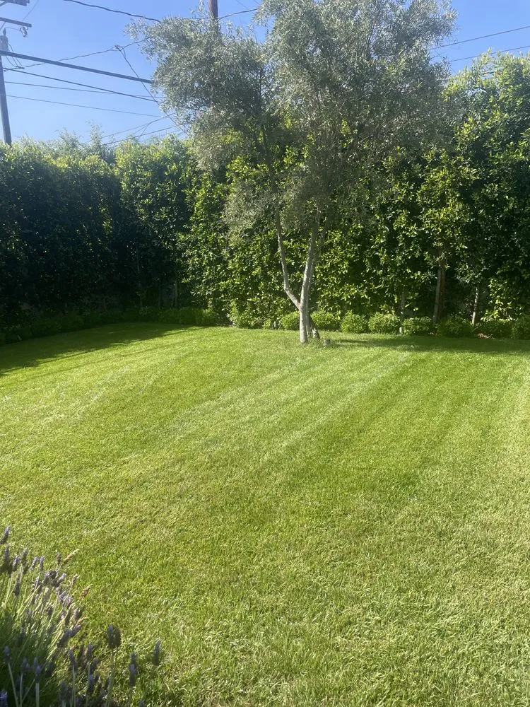 Professional yard cleanup service near you in Beverly Hills, CA by ConserveX