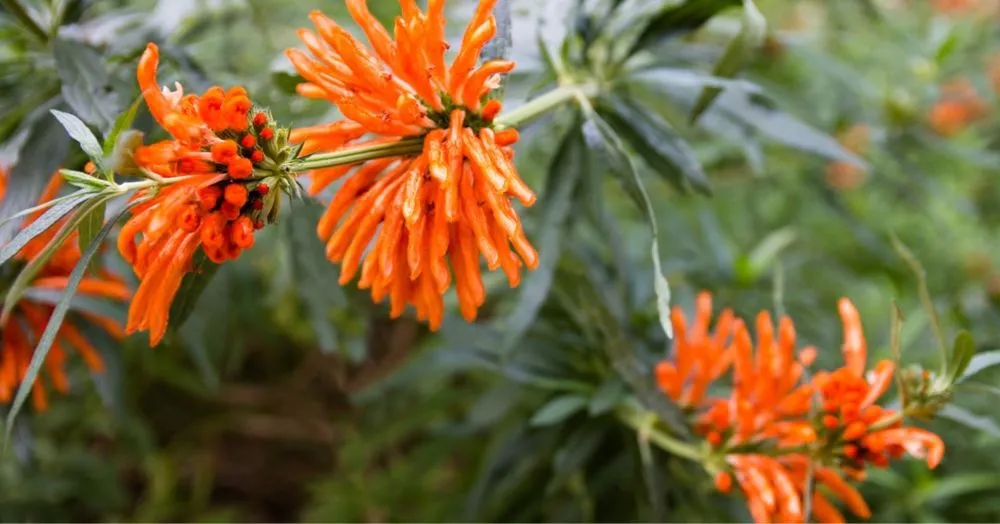 Reliable yard maintenance in Beverly Hills, CA - ConserveX