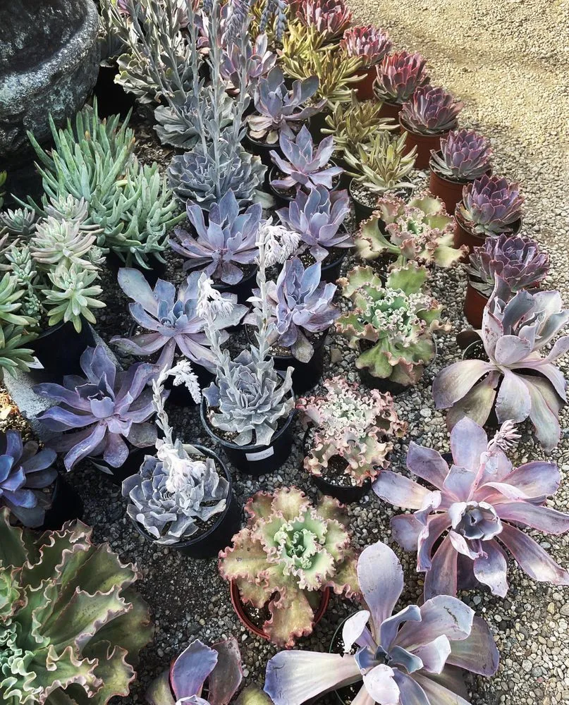 Local lawn care service for residential properties in Beverly Hills, CA by ConserveX