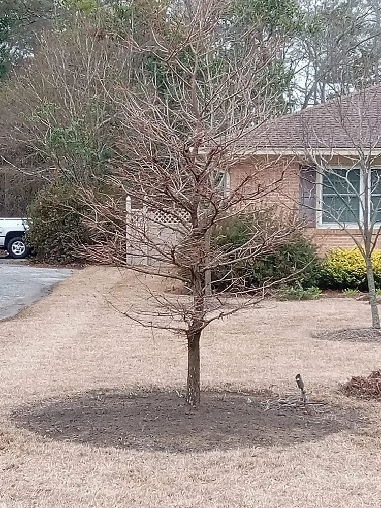 Local landscaping services for year-round maintenance in Bennettsville, SC by Consistent Lawncare Landscape Services