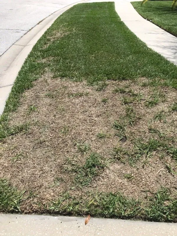 Expert outdoor landscaping with custom design across Plant City, FL - Consolidated Pest Control