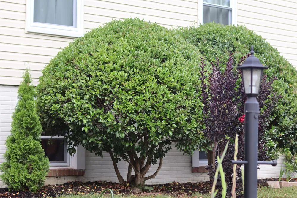 Custom landscape installation in Woodbridge, VA by Constanza Lawn and Landscaping