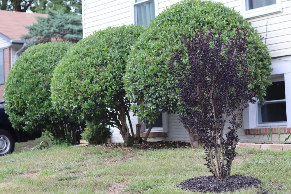 Top-rated landscape design in Woodbridge, VA by Constanza Lawn and Landscaping