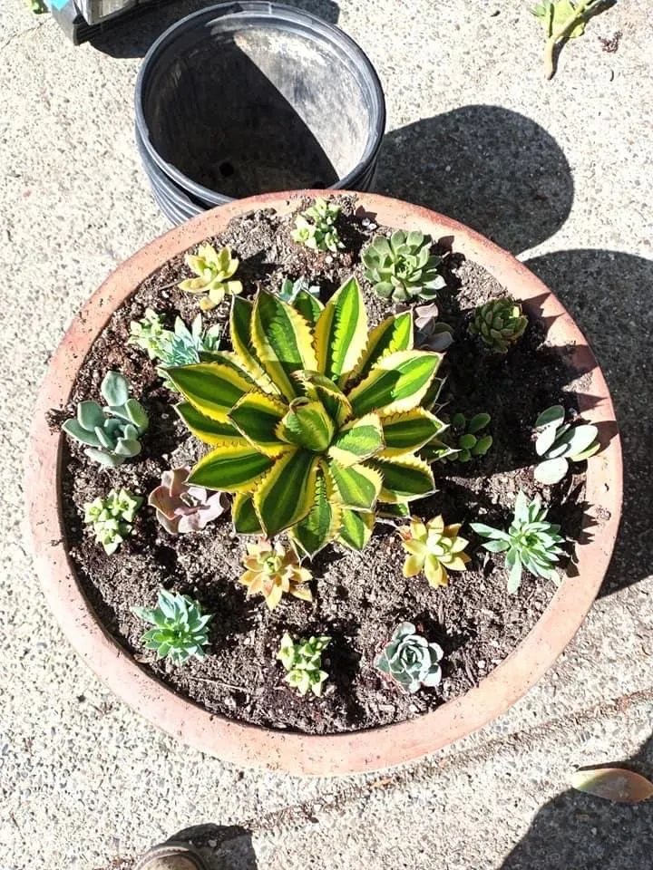 Affordable yard cleanup service in Petaluma, CA by Construction landscaping pablo