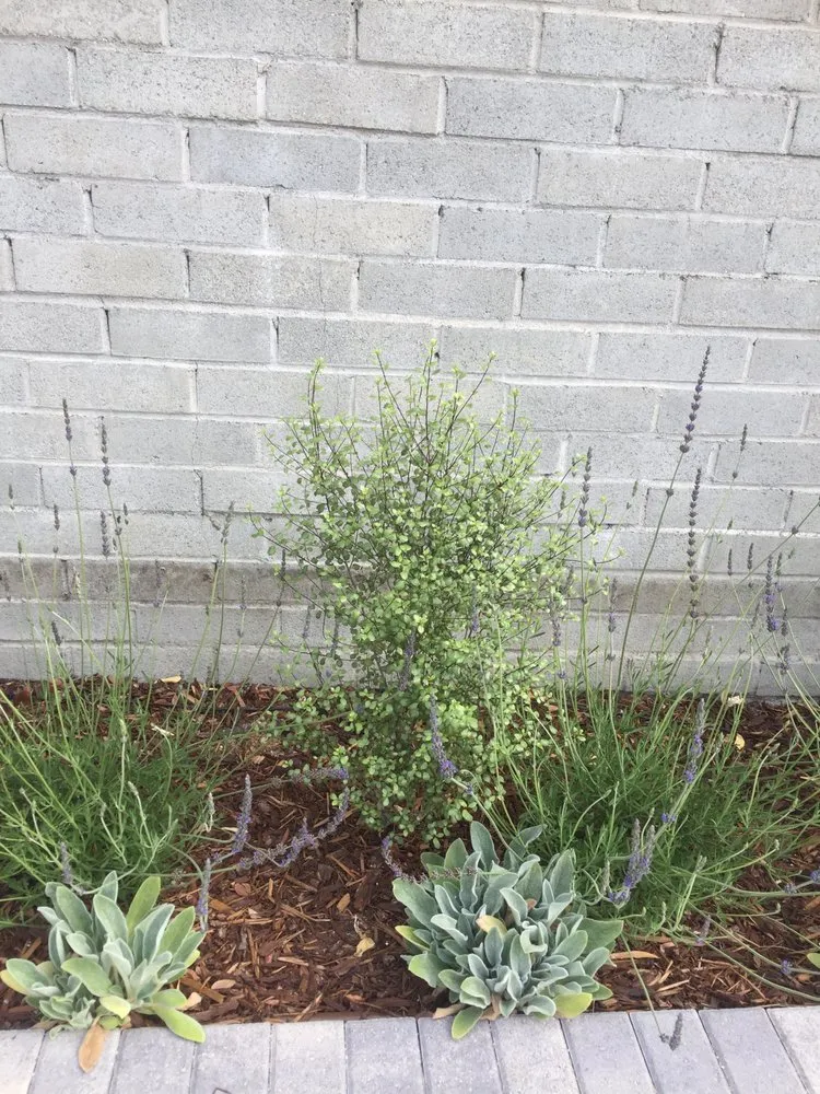 Local lawn mowing service in Glendale, CA - Contained Bliss