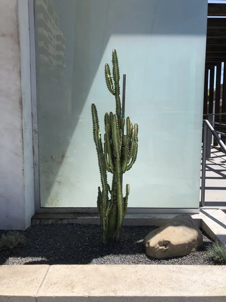 Top-rated lawn care service for outdoor upgrades in Glendale, CA by Contained Bliss