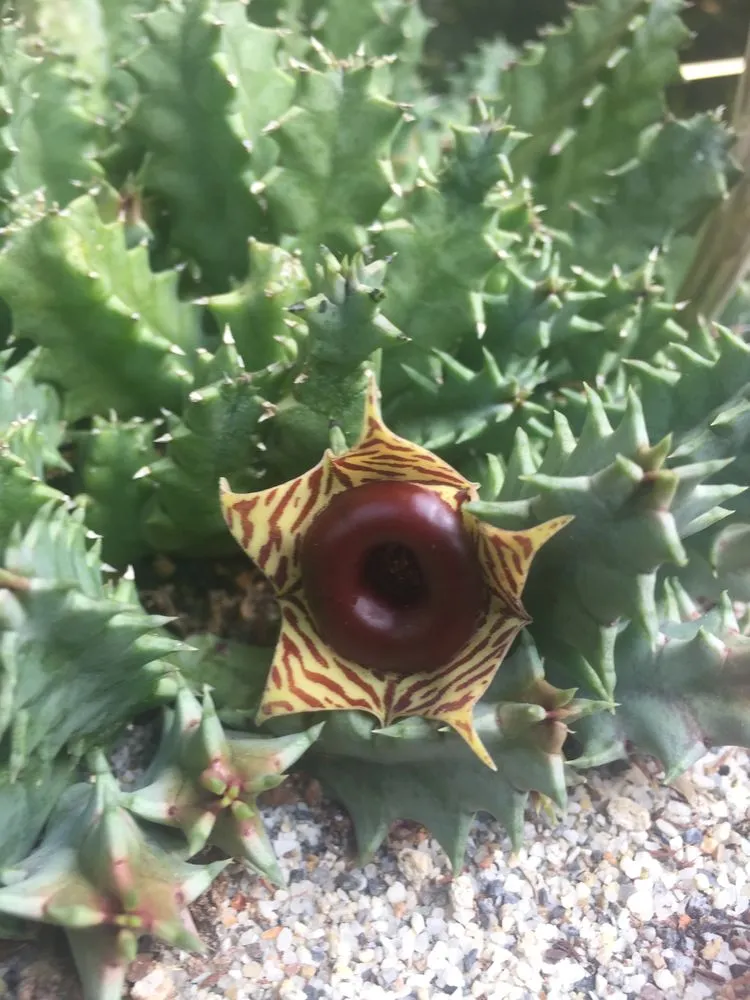 Affordable landscaping services with custom design across Glendale, CA - Contained Bliss