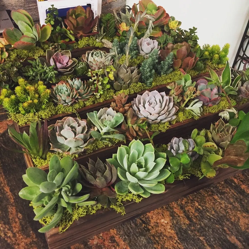 Custom lawn care service near you in Glendale, CA by Contained Bliss