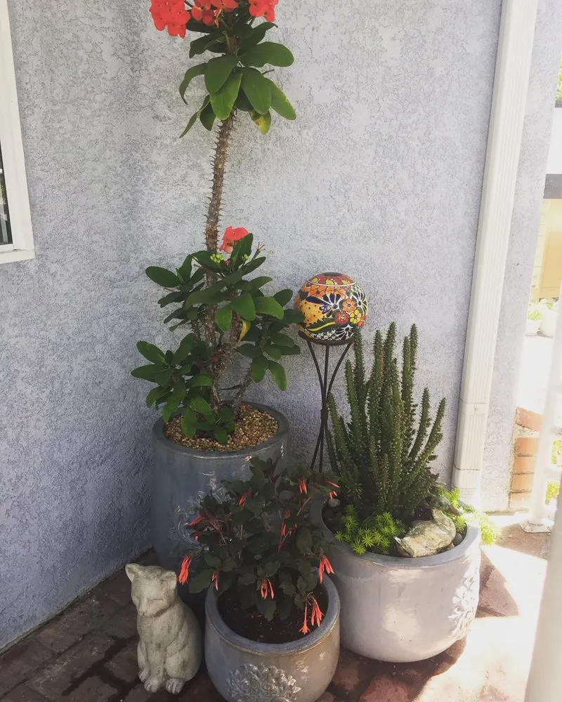 Local yard maintenance in Glendale, CA - Contained Bliss