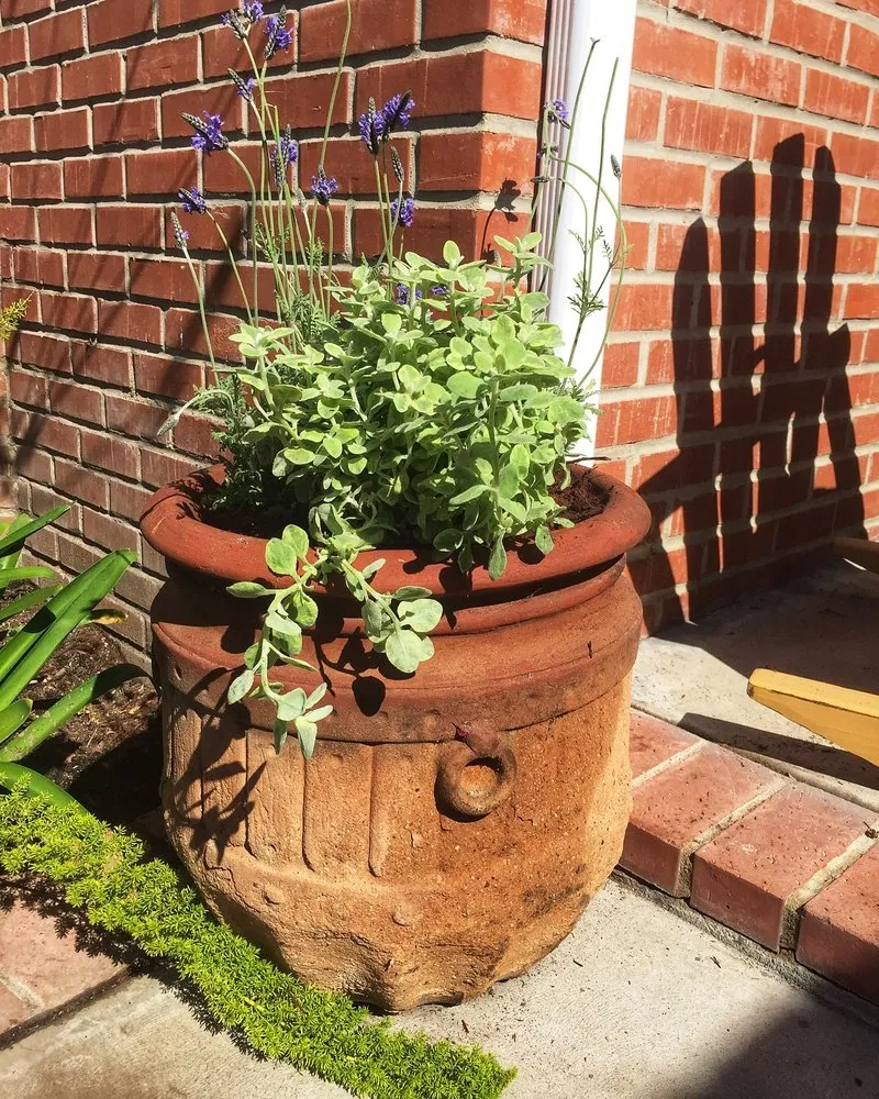 Local landscape design near you across Glendale, CA - Contained Bliss