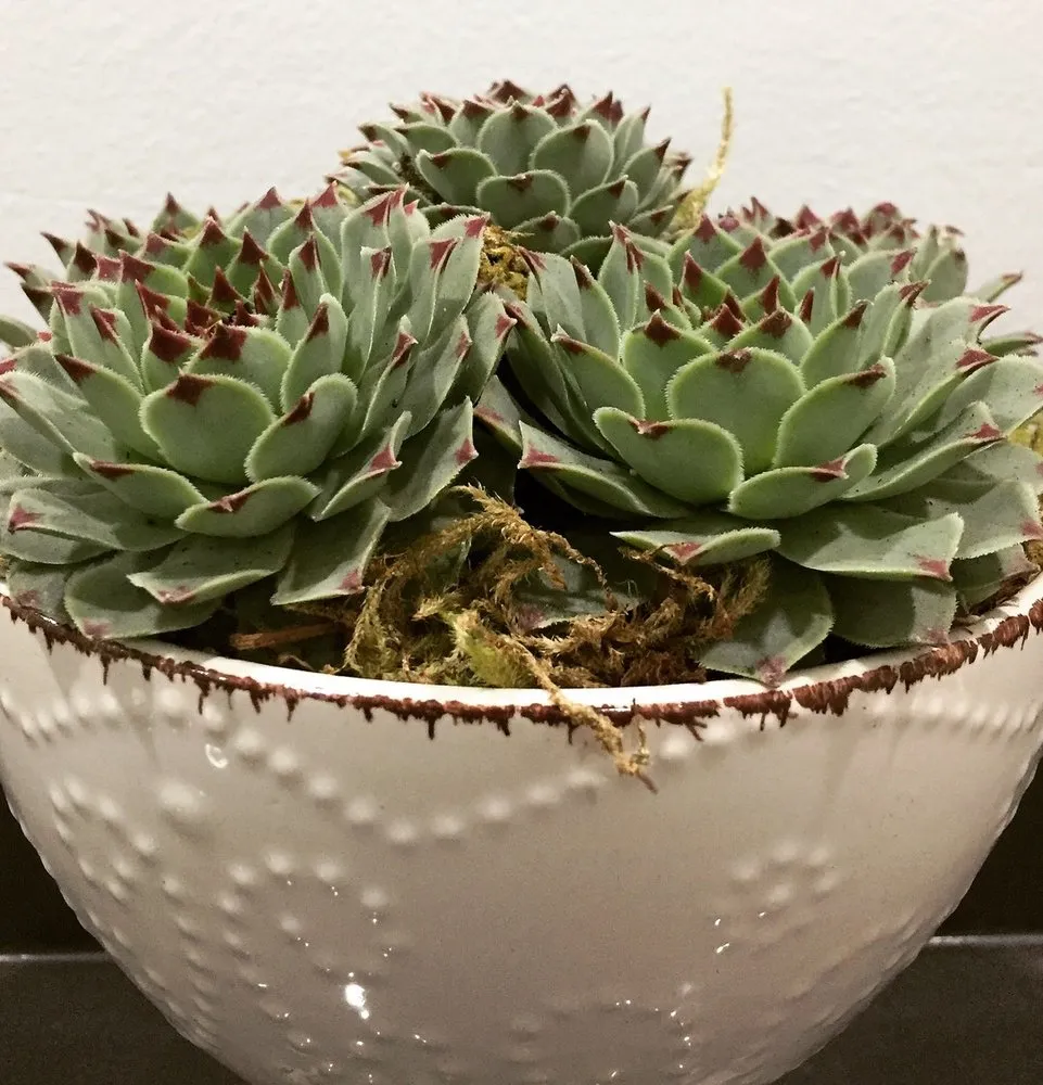 Trusted landscape design near you across Glendale, CA - Contained Bliss