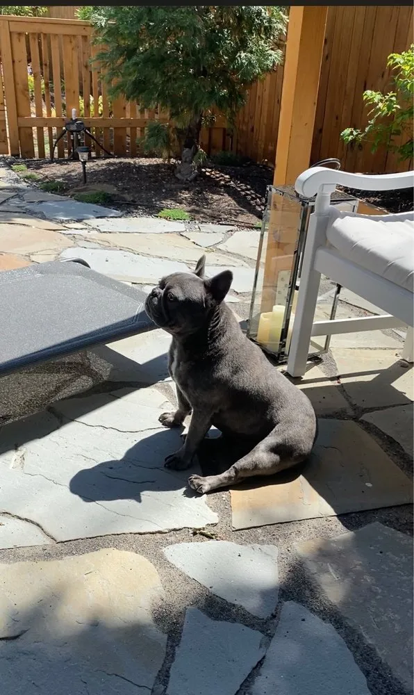 Top-rated yard cleanup service in Seattle, WA - Contemporary Homestead