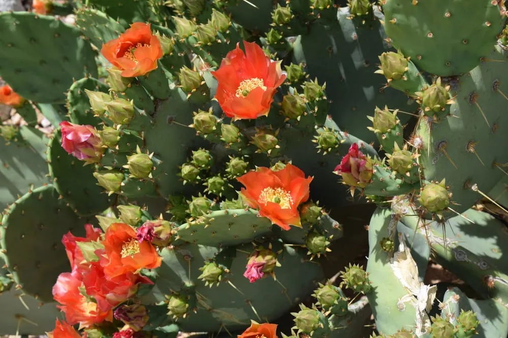 Top-rated lawn care service in Apple Valley, CA by Contemporary Landscape & Maintenance