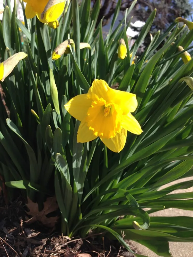 Trusted landscaping services in Union, NJ - Conti Homescapes