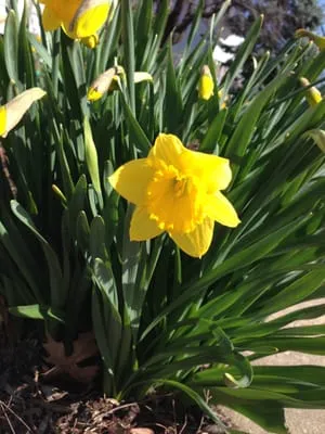 Conti Homescapes Logo