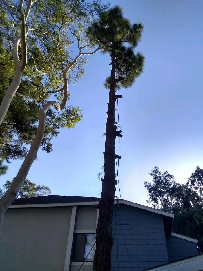 Expert landscape installation with custom design across Missoula, MT - Continental Tree and Land Care