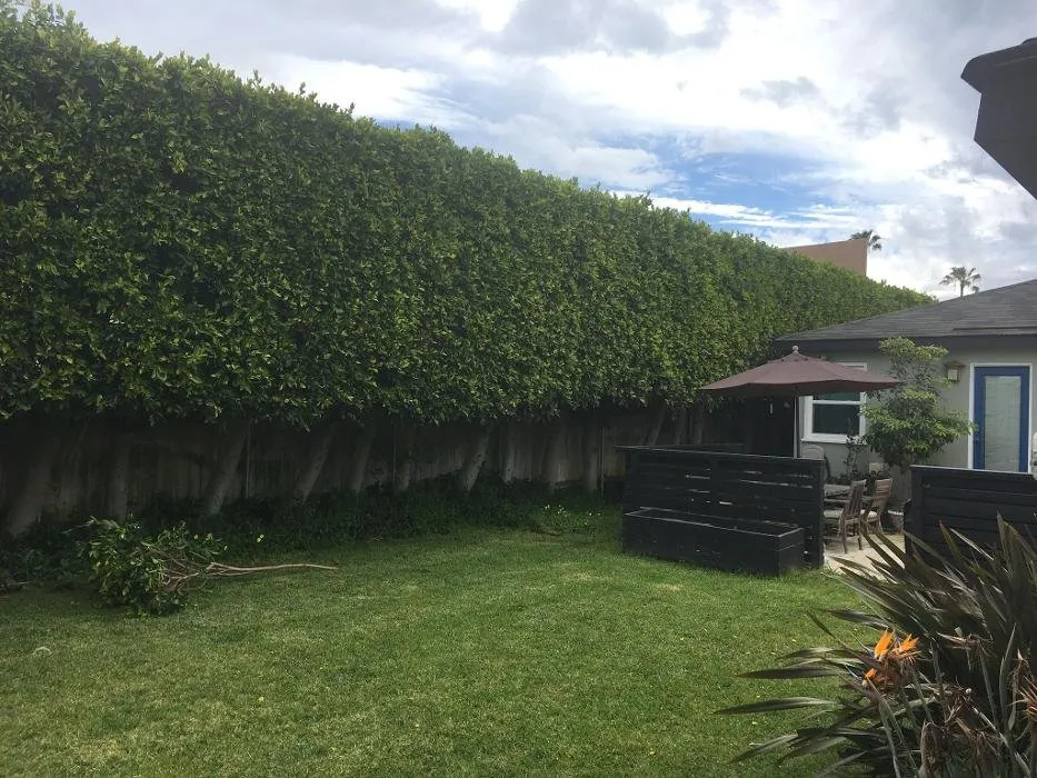 Top-rated yard cleanup service in Missoula, MT by Continental Tree and Land Care