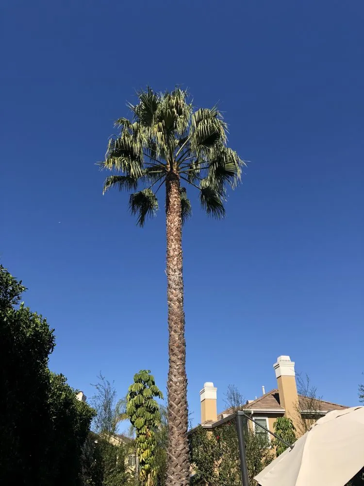 Expert lawn care service in Missoula, MT by Continental Tree and Land Care