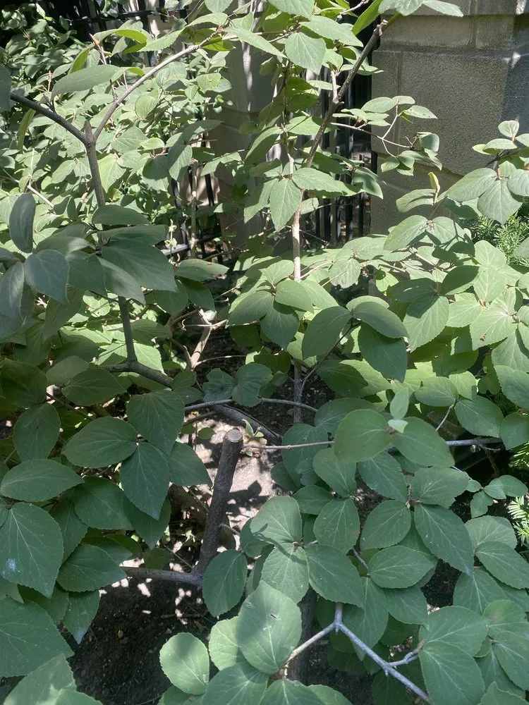 Top-rated garden landscaping for year-round maintenance in Skokie, IL by Contour Landscaping