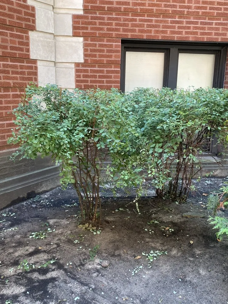 Professional landscape design experts serving Skokie, IL - Contour Landscaping