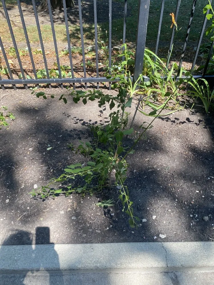 Top-rated yard cleanup service experts serving Skokie, IL - Contour Landscaping