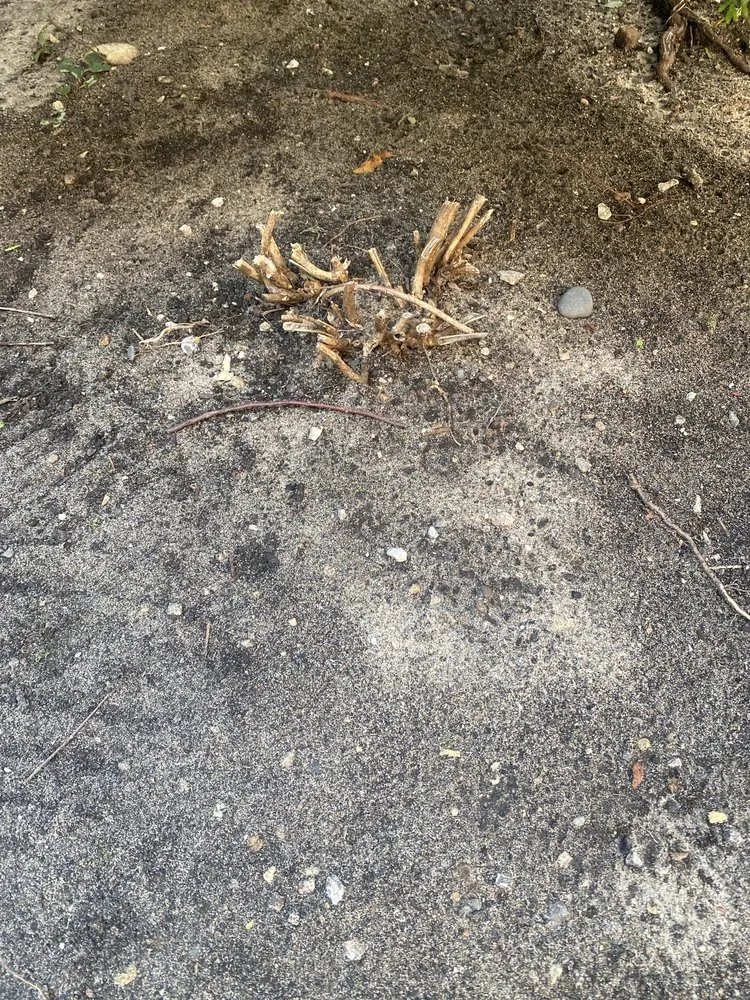 Local lawn care service for beautiful yards across Skokie, IL - Contour Landscaping