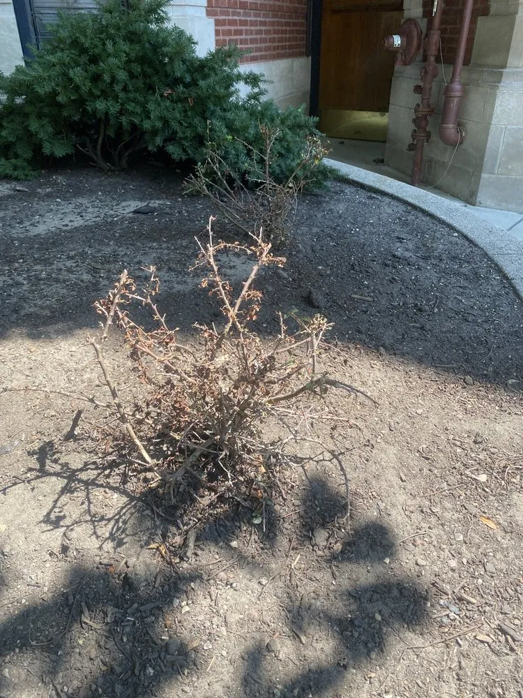 Expert garden landscaping for residential properties across Skokie, IL - Contour Landscaping