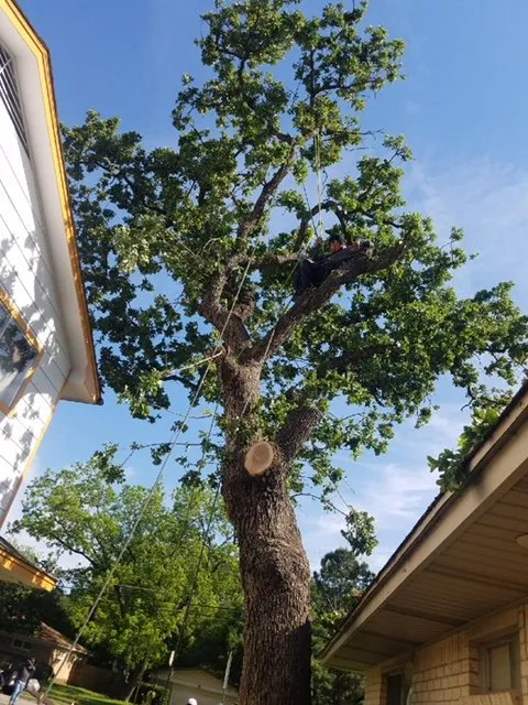 Professional outdoor landscaping in Irving, TX - Contreras Landscape & Tree Service