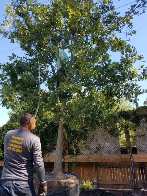 Top-rated landscape installation in Irving, TX - Contreras Landscape & Tree Service