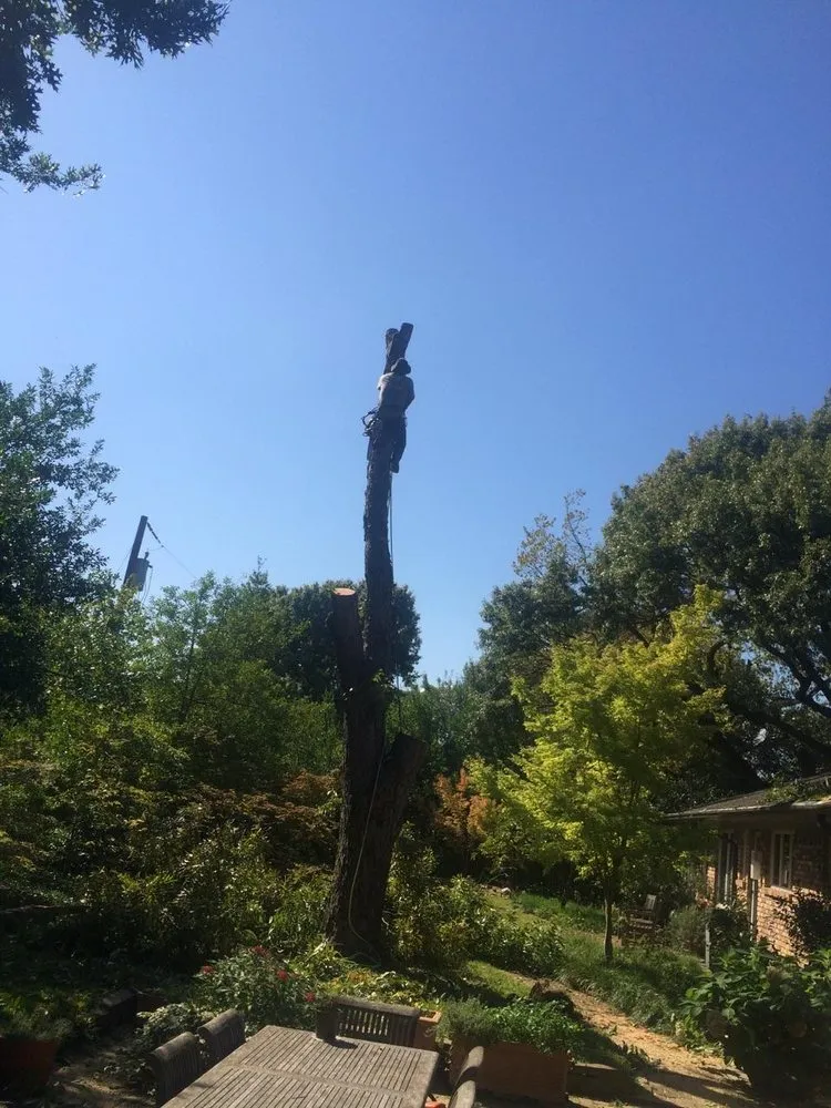 Top-rated yard maintenance in Irving, TX by Contreras Landscape & Tree Service